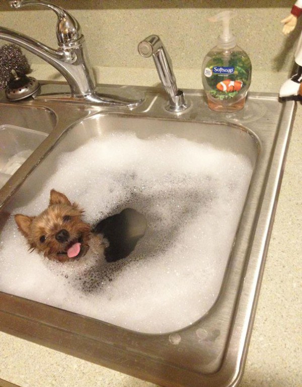 these-cute-animals-enjoying-bath-pics-pictures-images-photos (8)