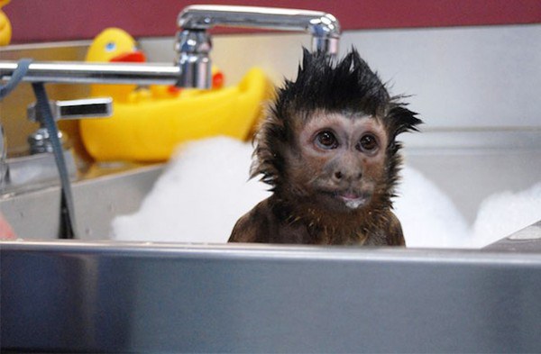 these-cute-animals-enjoying-bath-pics-pictures-images-photos (9)