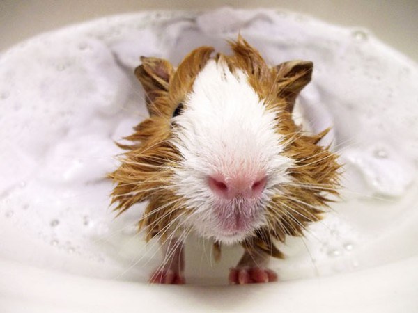 these-cute-animals-enjoying-bath-pics-pictures-images-photos (11)