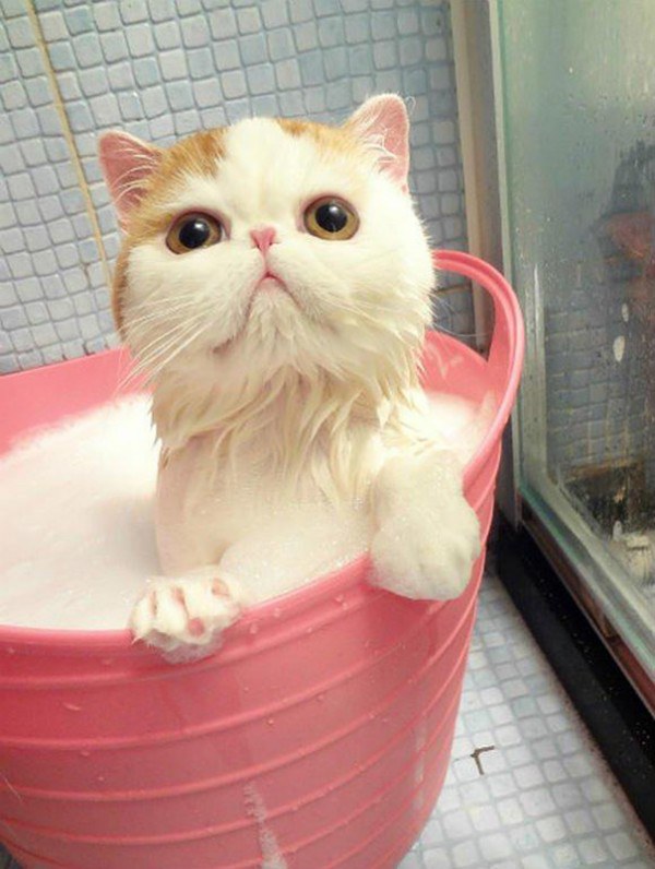 these-cute-animals-enjoying-bath-pics-pictures-images-photos (13)