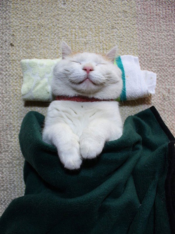 cute-simlimg-twinkling-cats-will-definetly-improve-your-day-pics-pictures-images-photos-bajiroo (5)