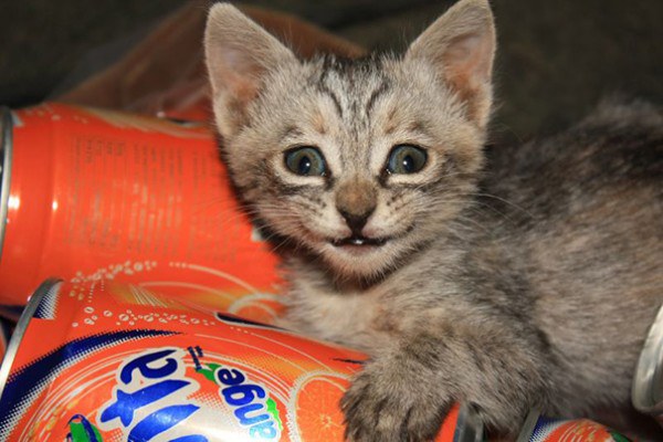 cute-simlimg-twinkling-cats-will-definetly-improve-your-day-pics-pictures-images-photos-bajiroo (12)