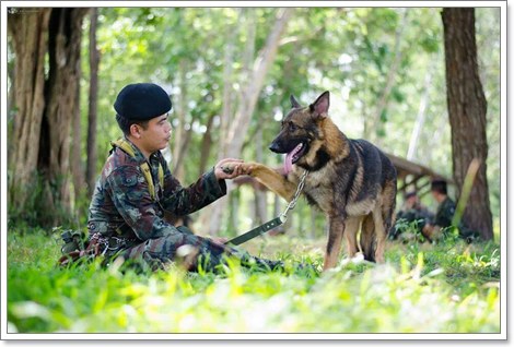 Dogilike.com :: สัมภาษณ์ เจาะลึกชีวิต นักรบสายจูงผู้กล้า แห่งกองทัพไทย