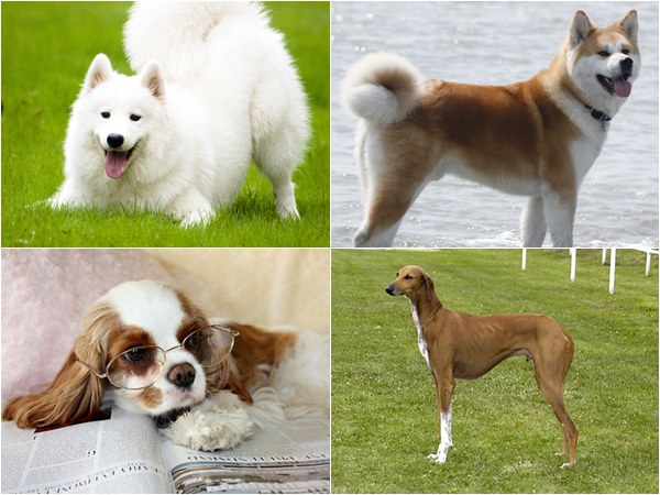 เผยโฉม 10 อันดับสายพันธุ์สุนัขที่แพงที่สุดในโลก !