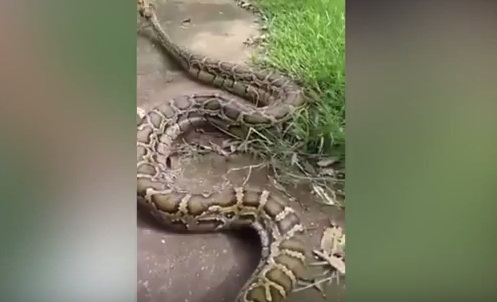 คลิปเตือนภัย! ชาวบ้านรุมจับ งูหลามยักษ์ เตือนระวังเด็กๆ ในบ้าน
