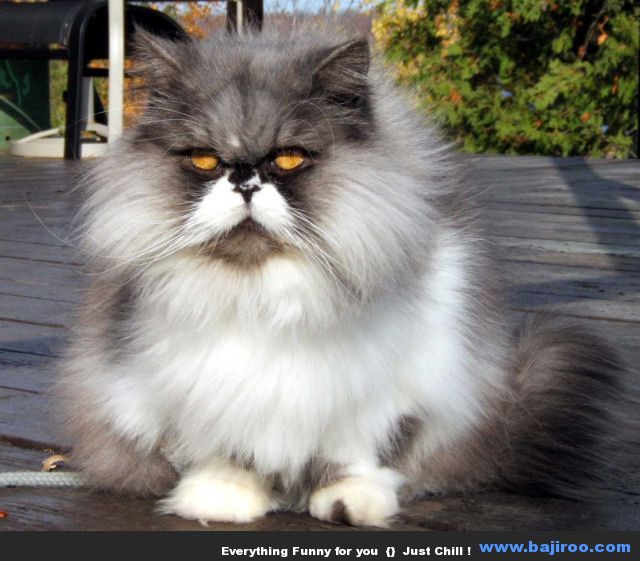 persian-cat-funny-animal-pictures-bajiroo-images-photo-gallery