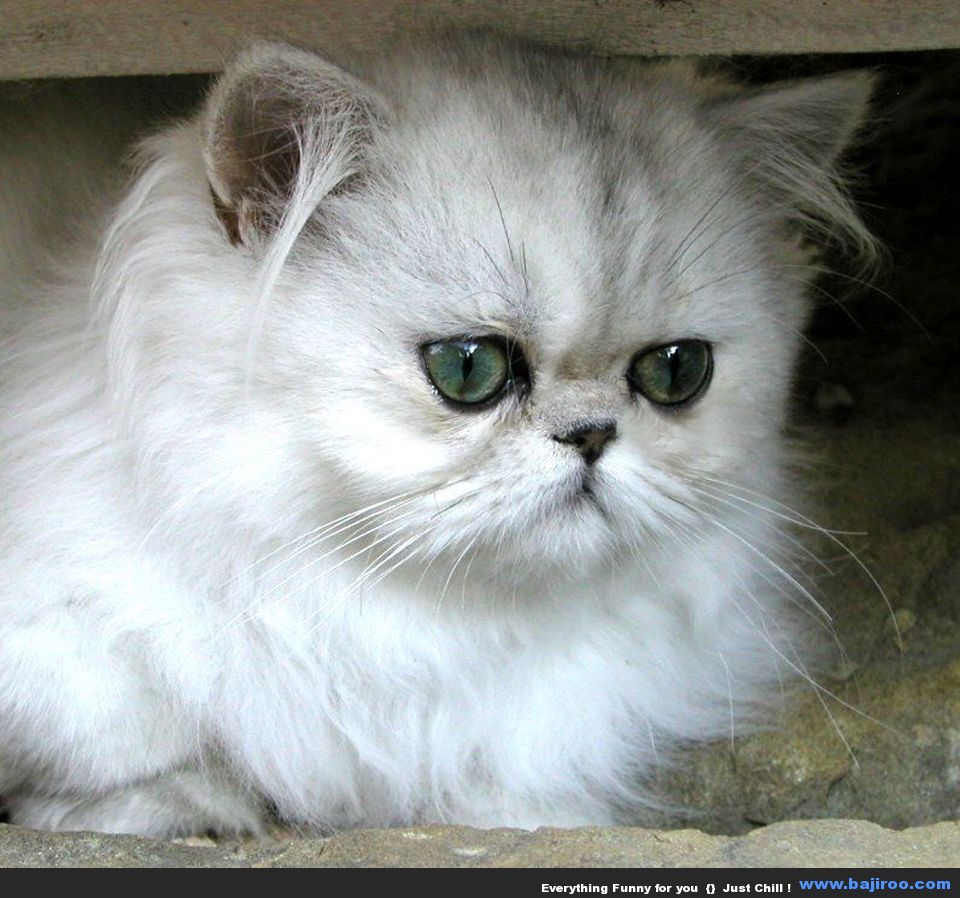 Persian cat funny images