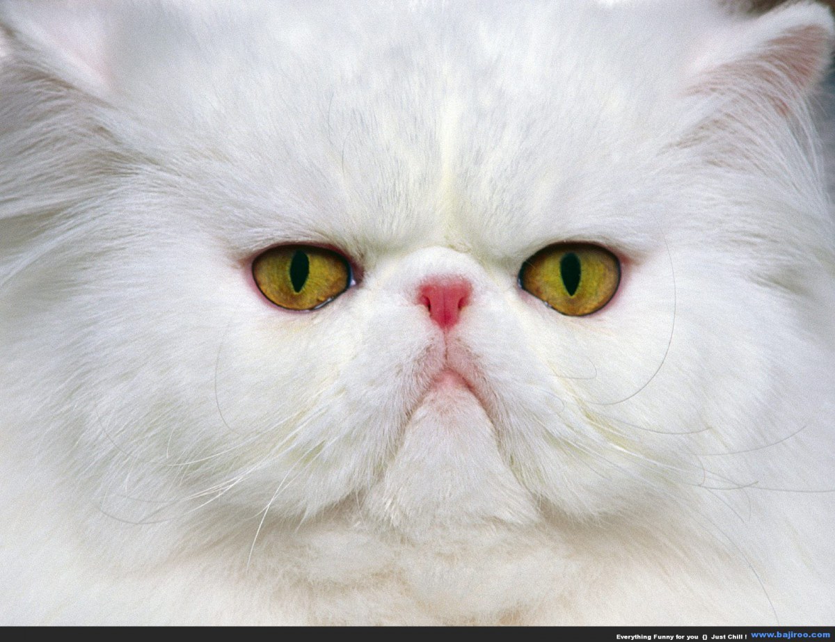 persian-cat-funny-animal-pictures-bajiroo-images-photo-gallery-5