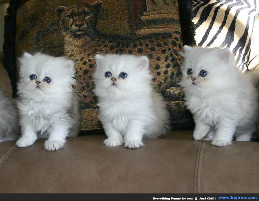 persian-cat-funny-animal-pictures-bajiroo-images-photo-gallery-7