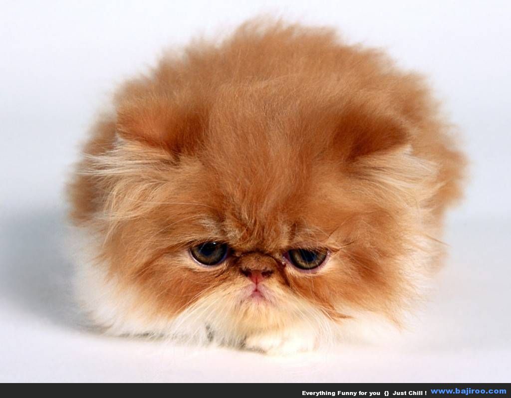 persian-cat-funny-animal-pictures-bajiroo-images-photo-gallery-8