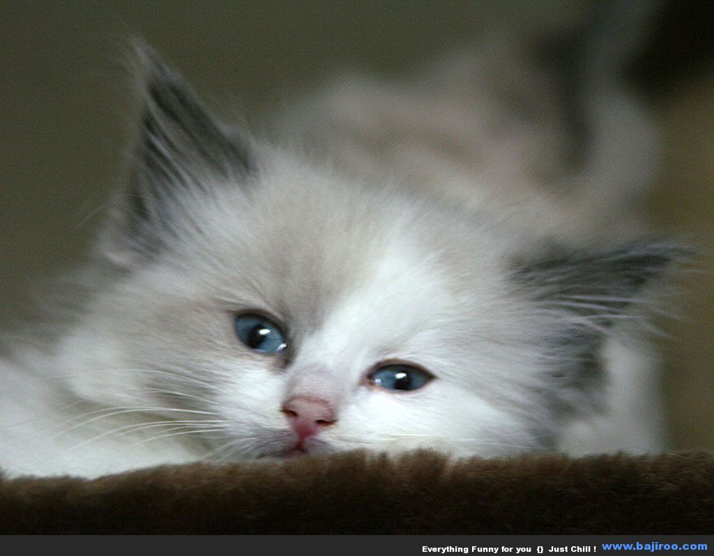 persian-cat-funny-animal-pictures-bajiroo-images-photo-gallery-11