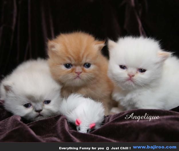 persian-cat-funny-animal-pictures-bajiroo-images-photo-gallery-12