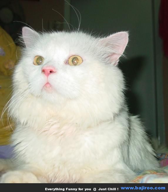 persian-cat-funny-animal-pictures-bajiroo-images-photo-gallery-14