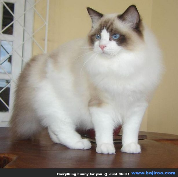 persian-cat-funny-animal-pictures-bajiroo-images-photo-gallery-18