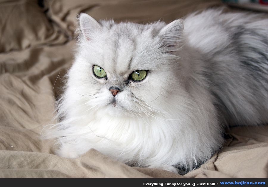 persian cat