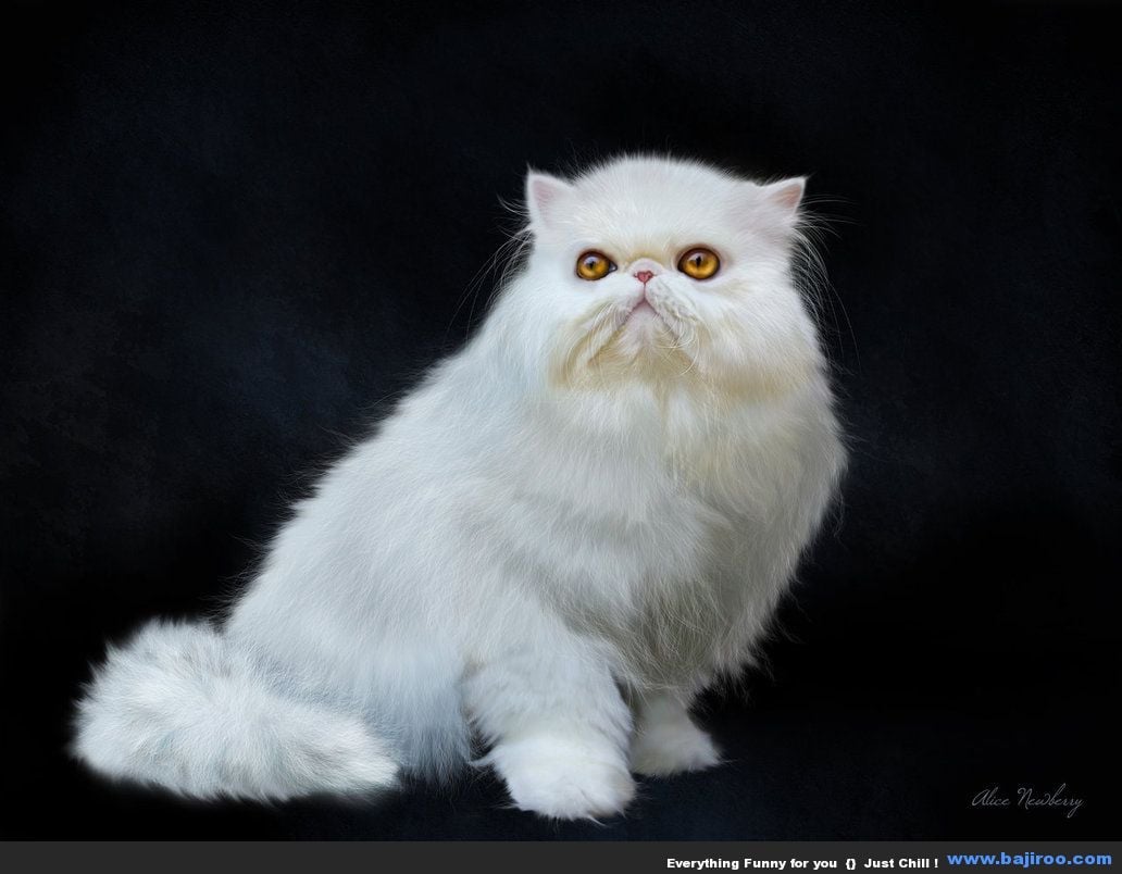 persian-cat-funny-animal-pictures-bajiroo-images-photo-gallery-22