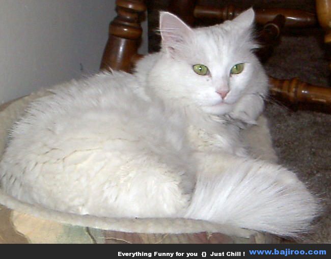 persian-cat-funny-animal-pictures-bajiroo-images-photo-gallery-23