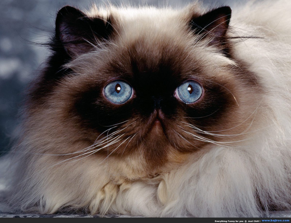 persian-cat-funny-animal-pictures-bajiroo-images-photo-gallery-25