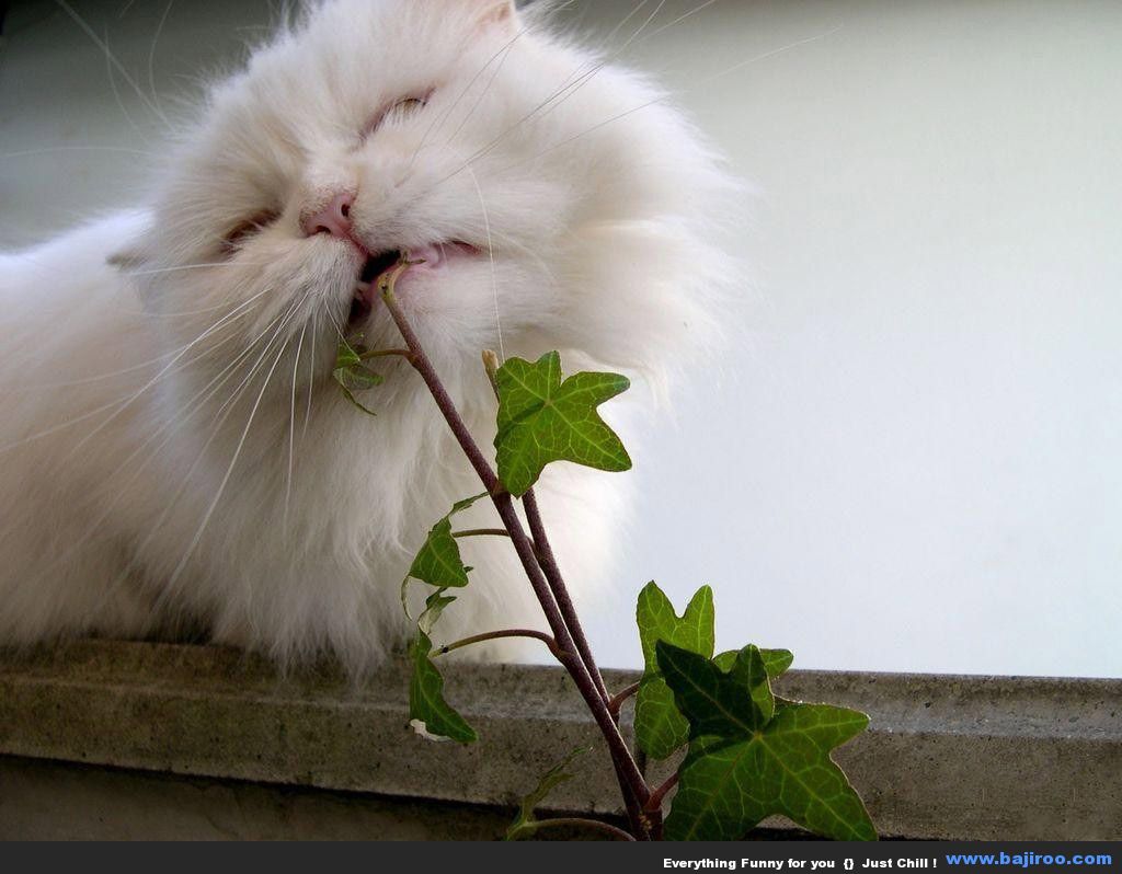 persian-cat-funny-animal-pictures-bajiroo-images-photo-gallery-28