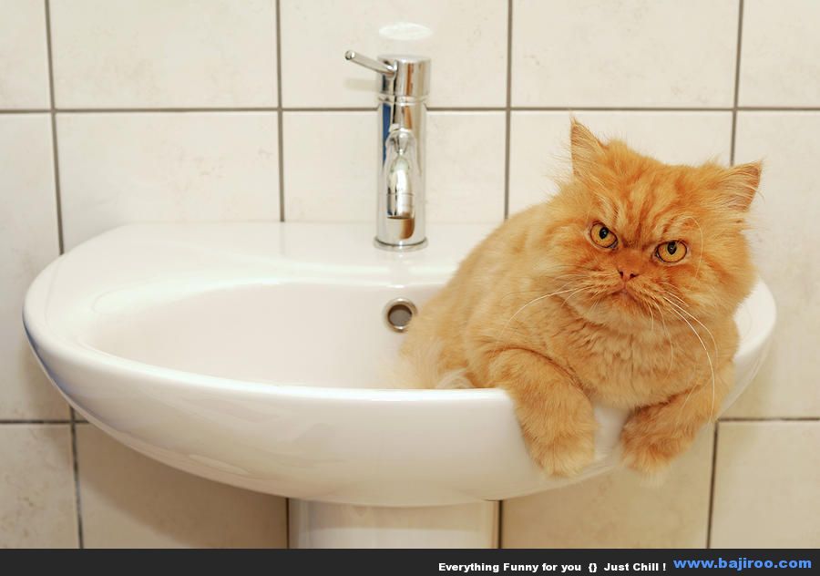 persian-cat-in-the-sink-hulya-ozkok-persian-cat-funny-animal-pictures-bajiroo-images-photo-gallery