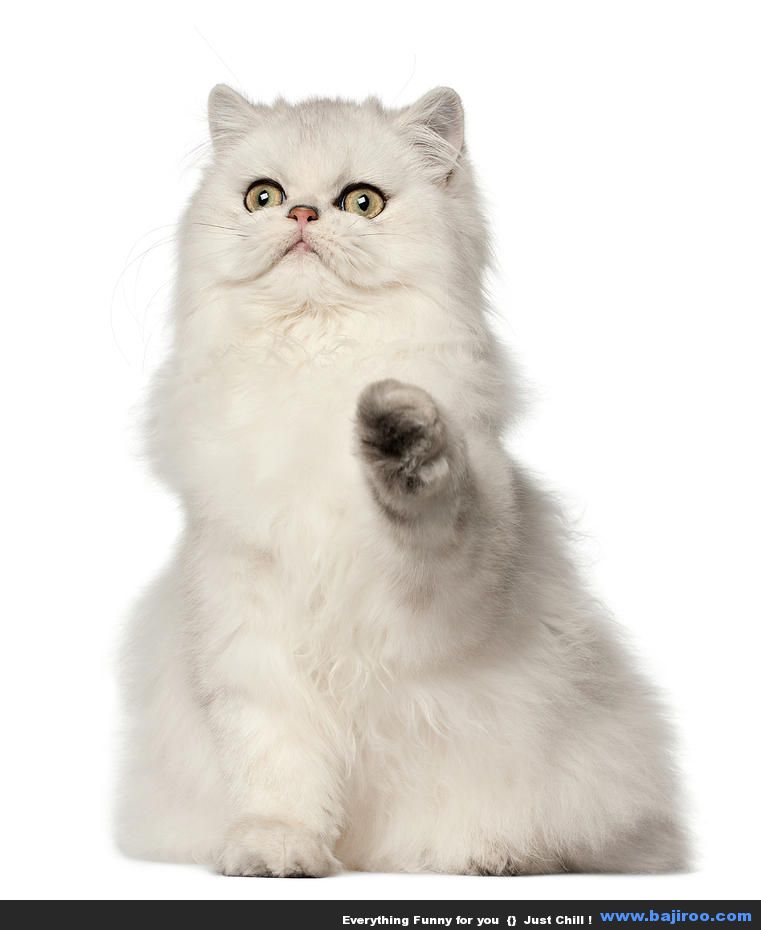 persian-cat-sitting-life-on-white-persian-cat-funny-animal-pictures-bajiroo-images-photo-gallery