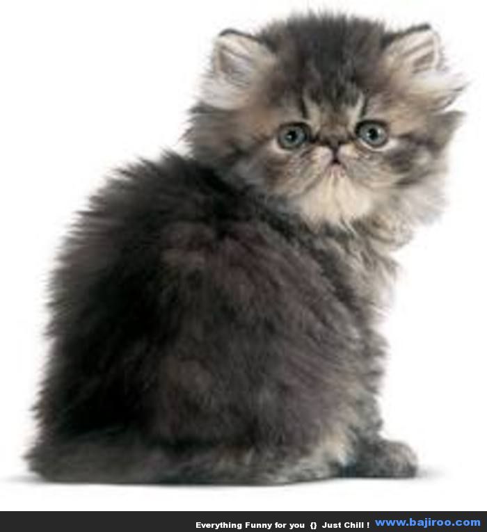 persian-kitten-persian-cat-funny-animal-pictures-bajiroo-images-photo-gallery