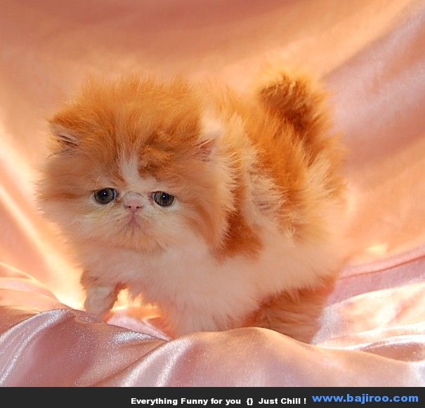 Sonny_babypic-persian-cat-funny-animal-pictures-bajiroo-images-photo-gallery