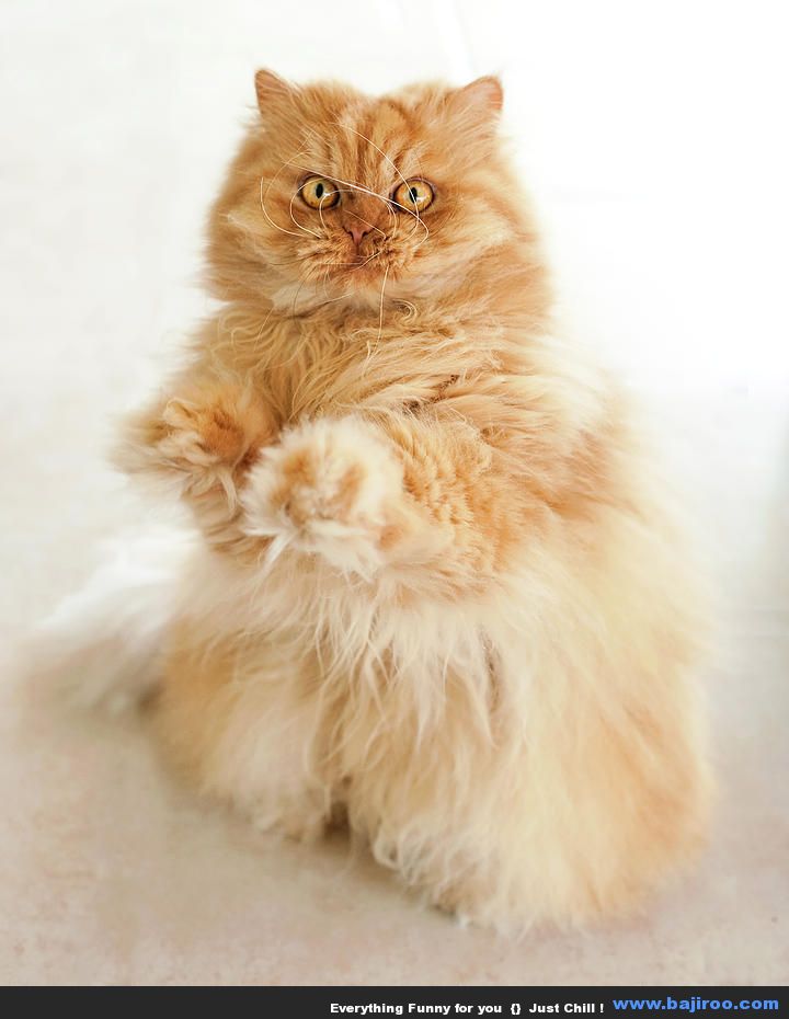 standing-persian-cat-persian-cat-funny-animal-pictures-bajiroo-images-photo-gallery