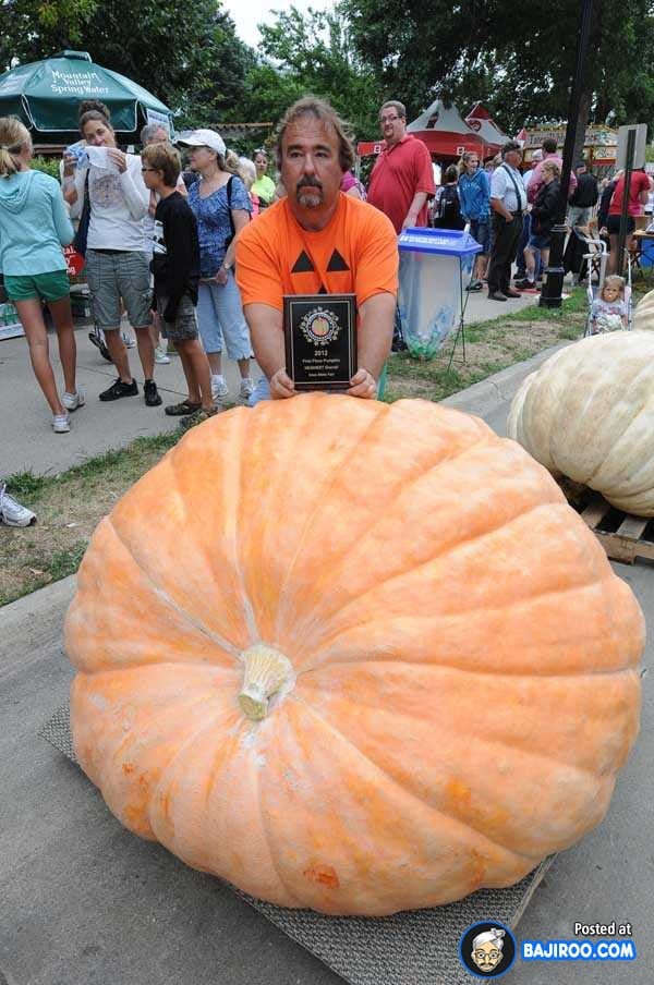 biggest-largest-giant-pumpkin-vegitable-in-world-funny-images-pictures-bajiroo-pics-photos-1