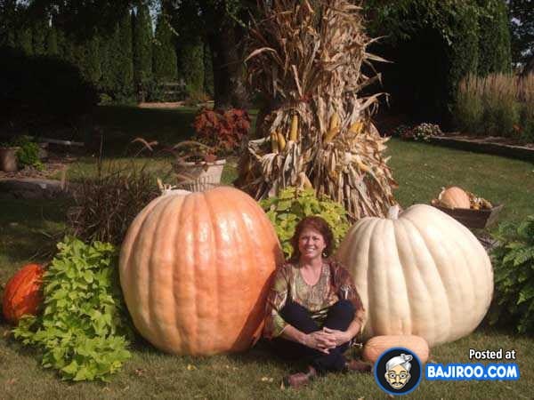 biggest-largest-giant-pumpkin-vegitable-in-world-funny-images-pictures-bajiroo-pics-photos-3