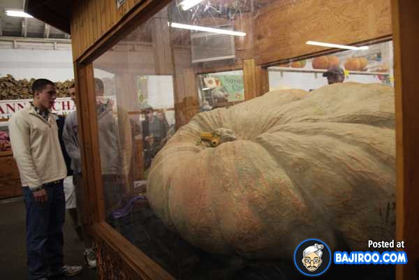 biggest-largest-giant-pumpkin-vegitable-in-world-funny-images-pictures-bajiroo-pics-photos-4