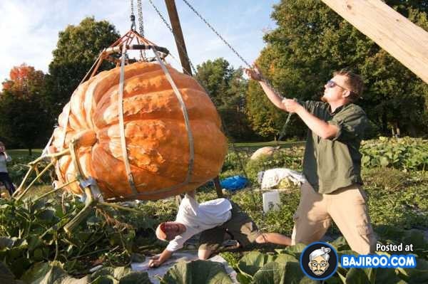 biggest-largest-giant-pumpkin-vegitable-in-world-funny-images-pictures-bajiroo-pics-photos-6