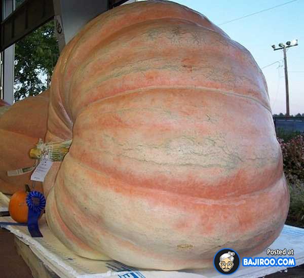 biggest-largest-giant-pumpkin-vegitable-in-world-funny-images-pictures-bajiroo-pics-photos-9