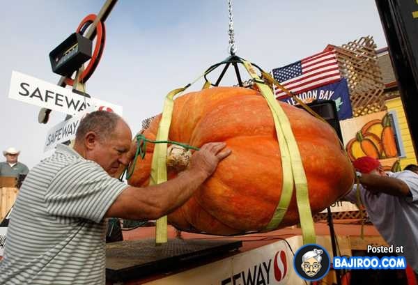 biggest-largest-giant-pumpkin-vegitable-in-world-funny-images-pictures-bajiroo-pics-photos-10.jpeg