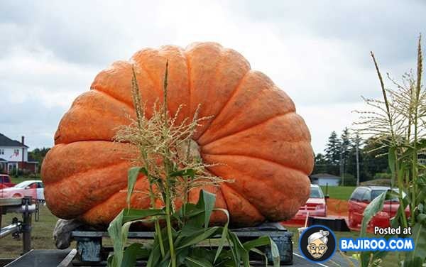 biggest-largest-giant-pumpkin-vegitable-in-world-funny-images-pictures-bajiroo-pics-photos-11