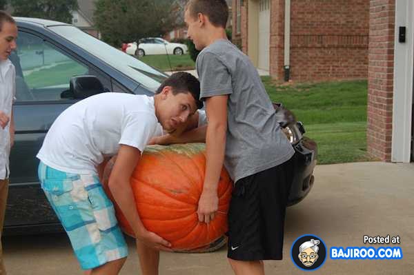 biggest-largest-giant-pumpkin-vegitable-in-world-funny-images-pictures-bajiroo-pics-photos-12