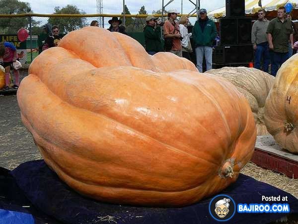 biggest-largest-giant-pumpkin-vegitable-in-world-funny-images-pictures-bajiroo-pics-photos-13