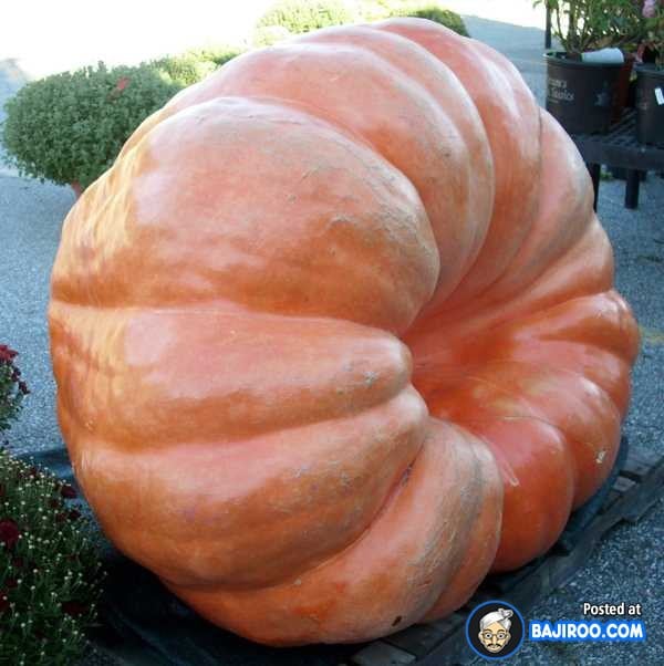 biggest-largest-giant-pumpkin-vegitable-in-world-funny-images-pictures-bajiroo-pics-photos-14