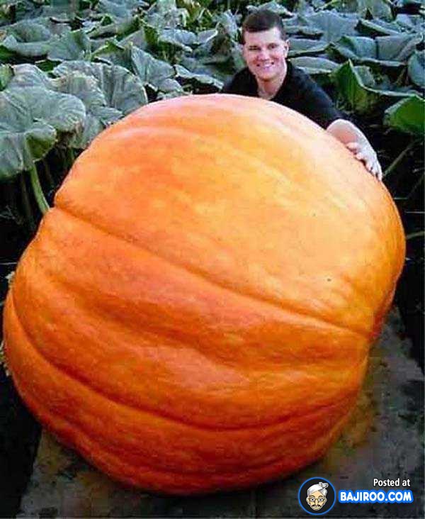 biggest-largest-giant-pumpkin-vegitable-in-world-funny-images-pictures-bajiroo-pics-photos-16