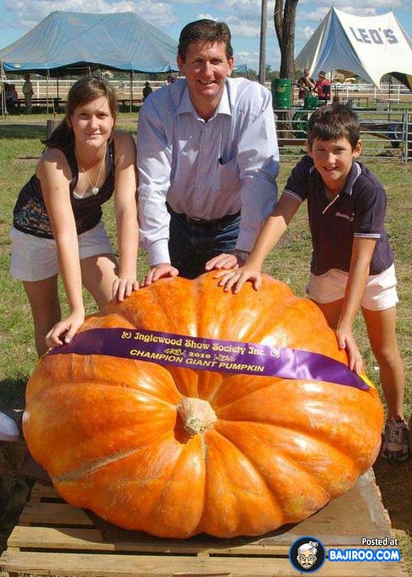 biggest-largest-giant-pumpkin-vegitable-in-world-funny-images-pictures-bajiroo-pics-photos-18