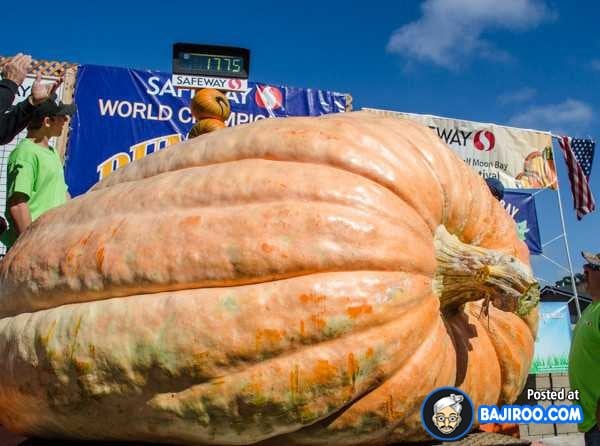 biggest-largest-giant-pumpkin-vegitable-in-world-funny-images-pictures-bajiroo-pics-photos-20