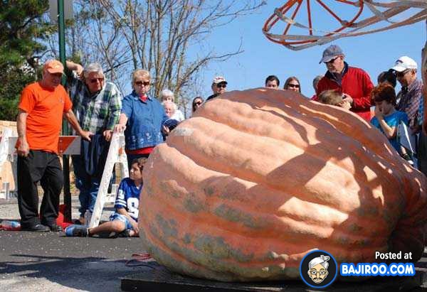 biggest-largest-giant-pumpkin-vegitable-in-world-funny-images-pictures-bajiroo-pics-photos-21