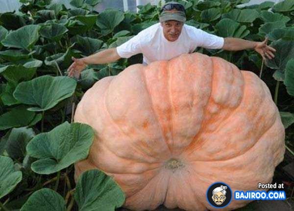 biggest-largest-giant-pumpkin-vegitable-in-world-funny-images-pictures-bajiroo-pics-photos-22