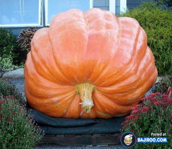 biggest-largest-giant-pumpkin-vegitable-in-world-funny-images-pictures-bajiroo-pics-photos-23