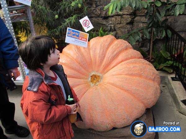 biggest-largest-giant-pumpkin-vegitable-in-world-funny-images-pictures-bajiroo-pics-photos-25