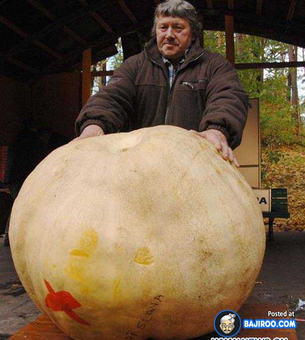 biggest-largest-giant-pumpkin-vegitable-in-world-funny-images-pictures-bajiroo-pics-photos-26