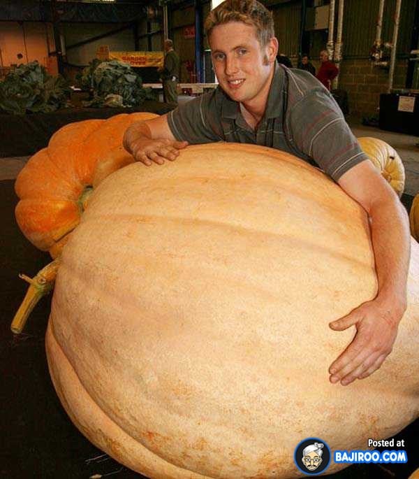 biggest-largest-giant-pumpkin-vegitable-in-world-funny-images-pictures-bajiroo-pics-photos-27