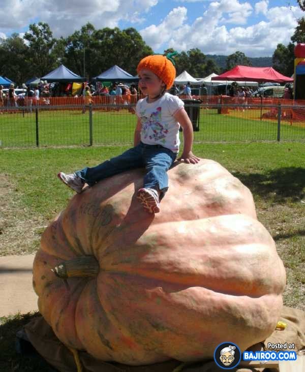 biggest-largest-giant-pumpkin-vegitable-in-world-funny-images-pictures-bajiroo-pics-photos-29