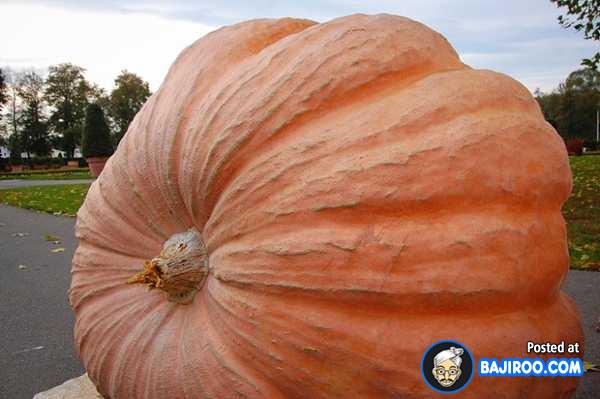 biggest-largest-giant-pumpkin-vegitable-in-world-funny-images-pictures-bajiroo-pics-photos-31