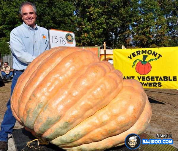 biggest-largest-giant-pumpkin-vegitable-in-world-funny-images-pictures-bajiroo-pics-photos-32